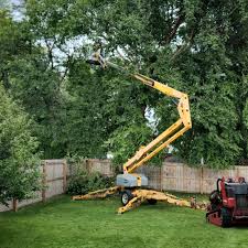 Indian Hills, NM Tree Removal and Landscaping Services Company